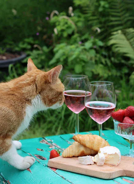 Cat on a garden table. Cute ginger cat stealing food.  Rose wine glasses, French cheese, strawberry close up photo.