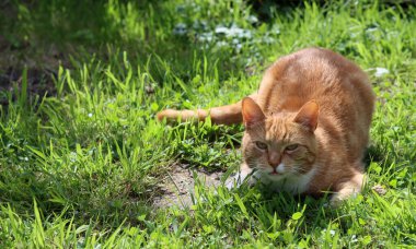 Cat playing on green grass. Cute ginger cat in a garden. Summer day photo. 