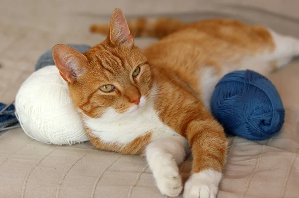 Ginger cat playing with yarn balls on a sofa. Cute cat close up portrait. Hobbies and leisure activity concept.