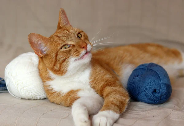 Ginger cat playing with yarn balls on a sofa. Cute cat close up portrait. Hobbies and leisure activity concept.