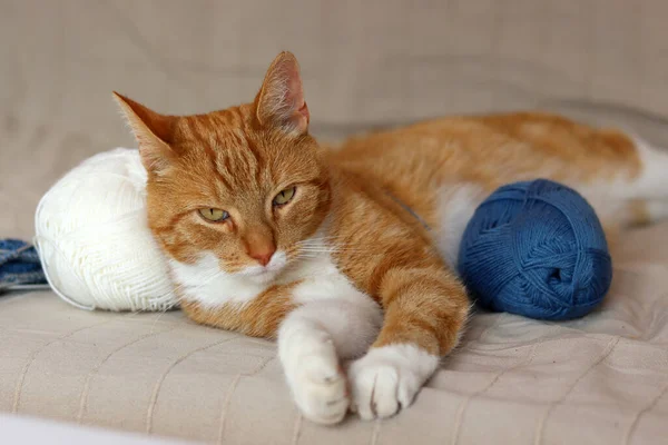 Ginger cat playing with yarn balls on a sofa. Cute cat close up portrait. Hobbies and leisure activity concept.