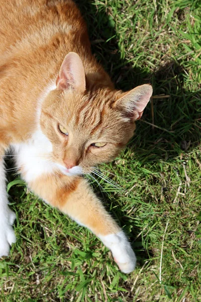 Cat Playing Green Grass Cute Ginger Cat Garden Summer Day — Stock Photo, Image