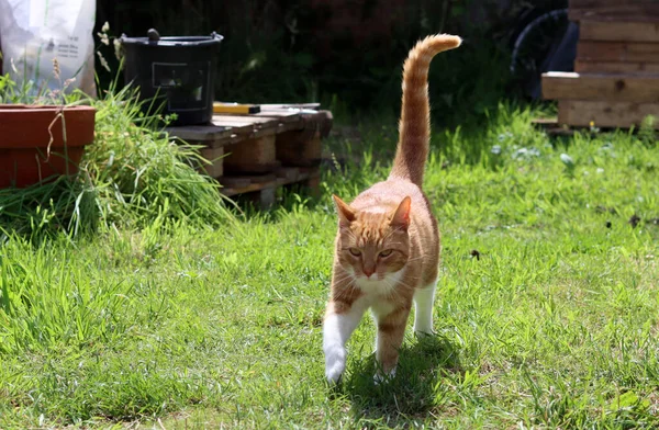 Cat playing on green grass. Cute ginger cat in a garden. Summer day photo.