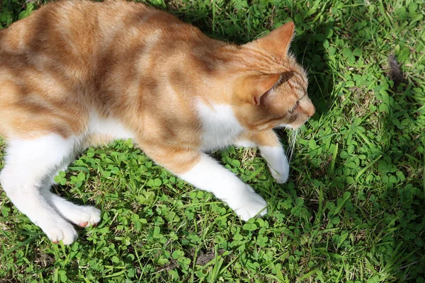 Cat Playing Green Grass Cute Ginger Cat Garden Summer Day — Stock fotografie