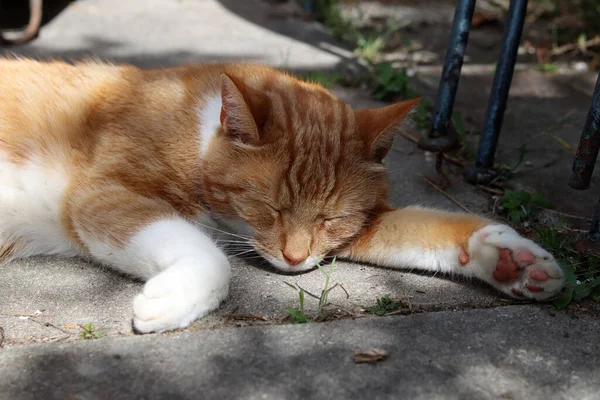 Ginger cat sleeps outside. Hot summer day in a garden. Sleeping cat close up photo.