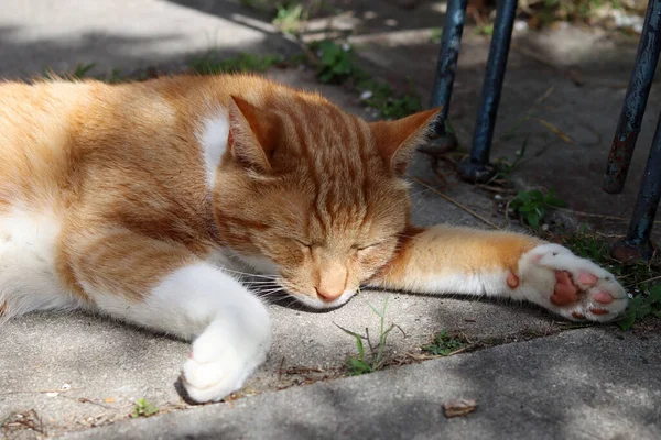 Ginger Cat Sleeps Hot Summer Day Garden Sleeping Cat Close — Stock Fotó