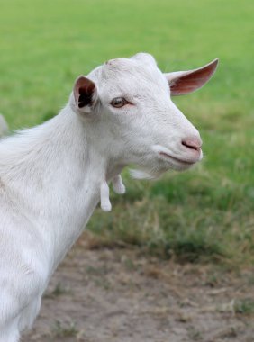 Cute white goat close up portrait. Domestic animals on a farm. Sunny summer day on a farm. Country side living concept.  