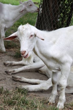 Cute white goat close up portrait. Domestic animals on a farm. Sunny summer day on a farm. Country side living concept.  