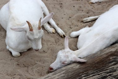 Sleeping baby goat close up photo. Cute white goats on a farm. Countryside living concept. 