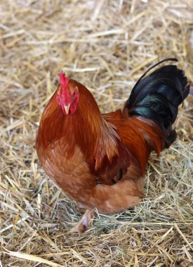 Colorful bird close up photo. Rooster on a farm. 