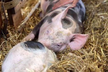 Cute baby pigs sleeping in a dry grass. Farm animals close up photo. European farming concept. 