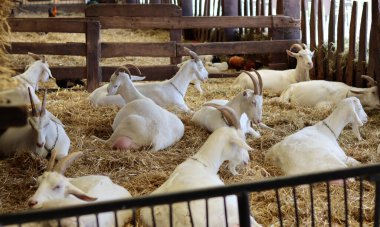 Goat farm from inside. Cute white goats taking a rest on a dry grass. Farming in Europe. Cute domestic animals close up photo. 