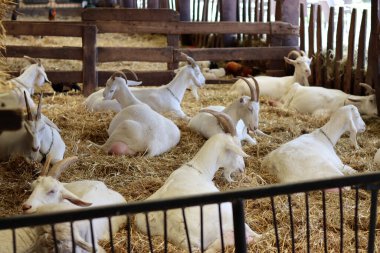 Goat farm from inside. Cute white goats taking a rest on a dry grass. Farming in Europe. Cute domestic animals close up photo. 