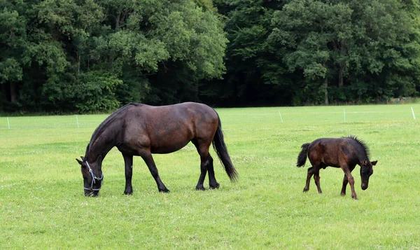 Horse Foal Green Field Farm Animals Outdoor Photo Countryside Living — 스톡 사진