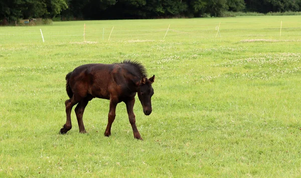 Foal Close Photo Baby Horse Field Farm Animal Portrait — Fotografia de Stock