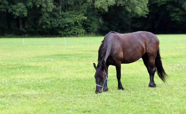 Horse Field Summer Day European Farm Beautiful Domesticated Animal Outdoors — Fotografia de Stock