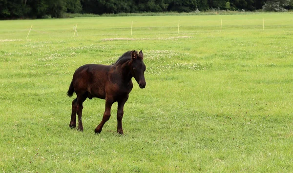 Foal Close Photo Baby Horse Field Farm Animal Portrait — 스톡 사진