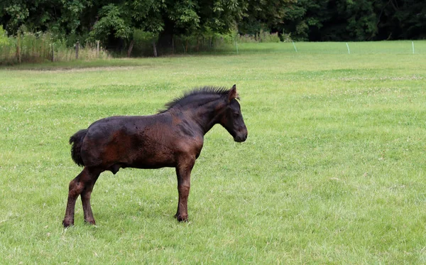 Foal Close Photo Baby Horse Field Farm Animal Portrait — Fotografia de Stock