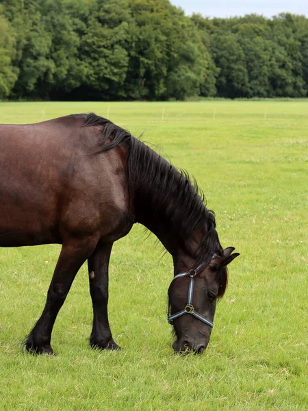 Horse Field Summer Day European Farm Beautiful Domesticated Animal Outdoors — Fotografia de Stock