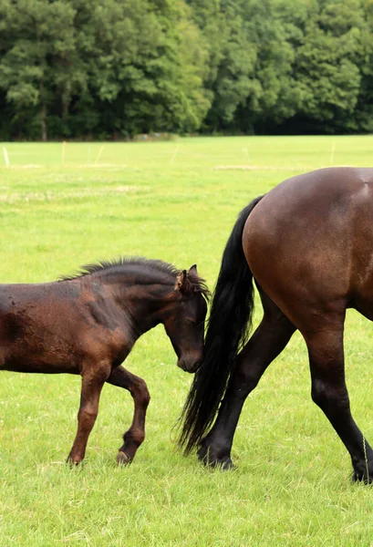 Mare with calf on green grass field. New born animal close up photo. Summer day on farm in the Netherlands.