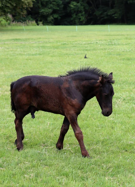 Foal Close Photo Baby Horse Field Farm Animal Portrait —  Fotos de Stock