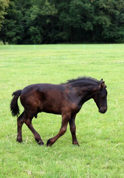 Foal Close Photo Baby Horse Field Farm Animal Portrait — 스톡 사진