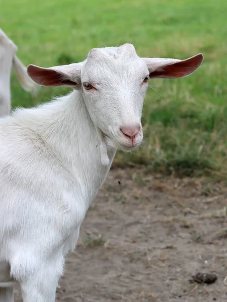 Cute White Goat Close Portrait Domestic Animals Farm Sunny Summer — Foto de Stock