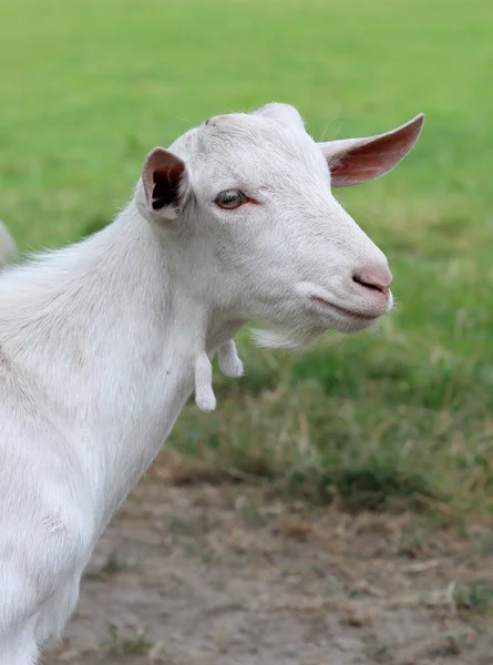 Cute white goat close up portrait. Domestic animals on a farm. Sunny summer day on a farm. Country side living concept.  