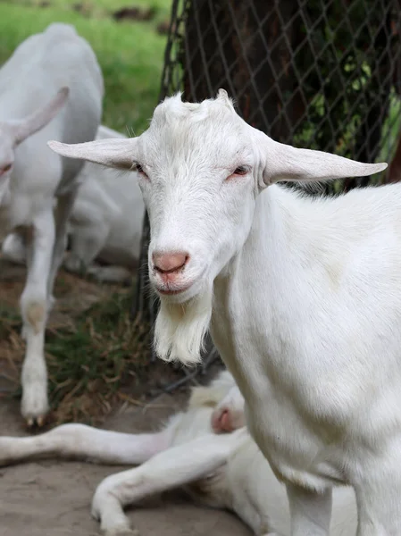 Cute White Goat Close Portrait Domestic Animals Farm Sunny Summer — Foto de Stock