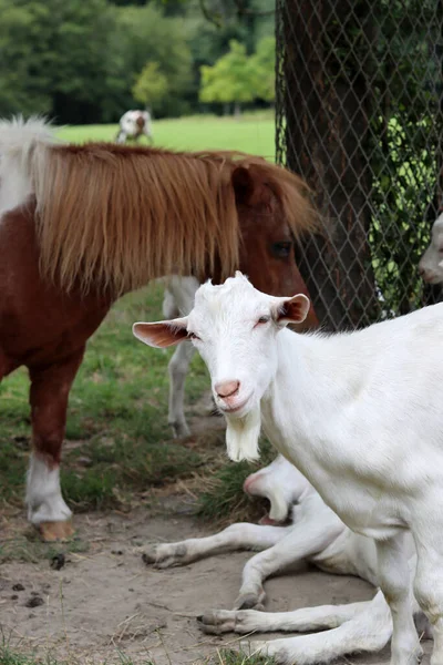Cute White Goat Close Portrait Domestic Animals Farm Sunny Summer — Stock fotografie