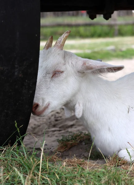 Cute White Goat Close Portrait Domestic Animals Farm Sunny Summer — Photo