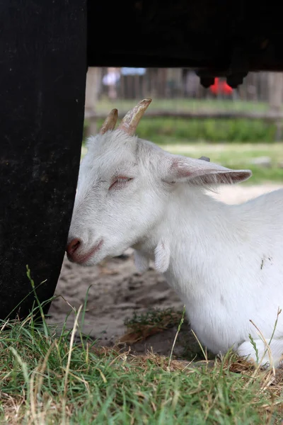 Cute White Goat Close Portrait Domestic Animals Farm Sunny Summer — Stockfoto