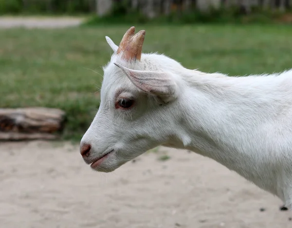 Cute White Goat Close Portrait Domestic Animals Farm Sunny Summer — Foto de Stock