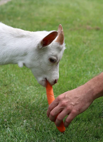 Goat Kid Eating Carrot Close Photo Cute Baby Goat Summer —  Fotos de Stock