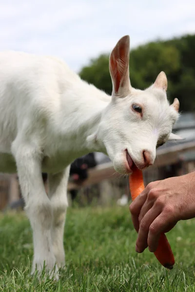 Goat Kid Eating Carrot Close Photo Cute Baby Goat Summer — 스톡 사진