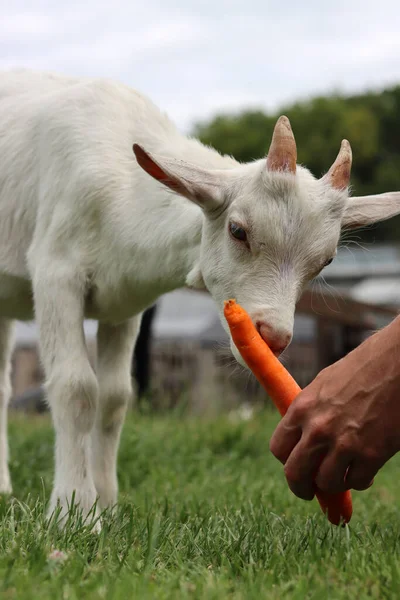 Farmer Feeds Baby Goat Male Hand Holding Carrot Cute Goat — Stok fotoğraf