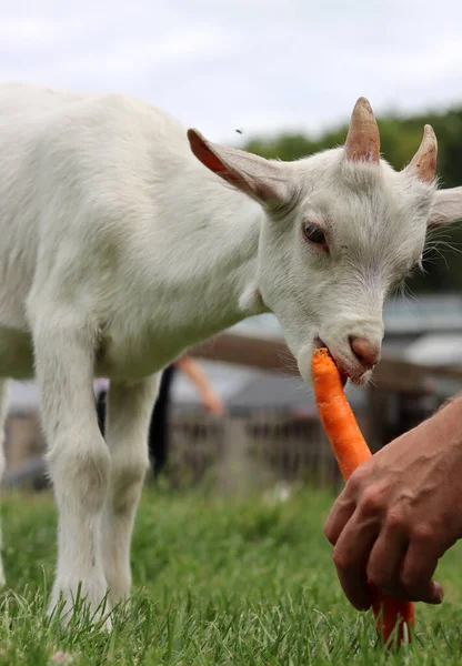 Farmer Feeds Baby Goat Male Hand Holding Carrot Cute Goat — 스톡 사진