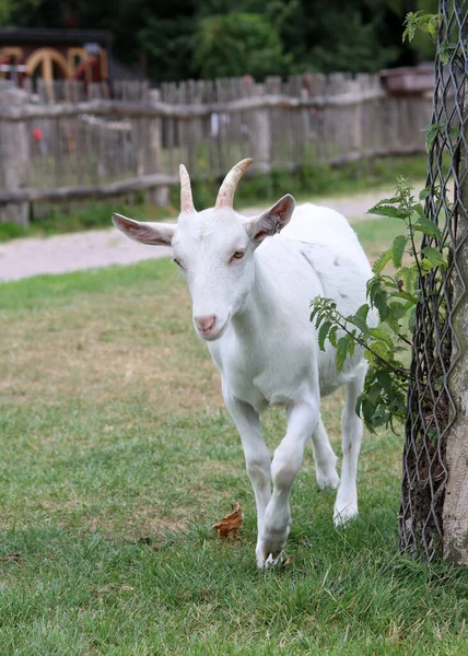 Bay Goat Farm Goat Kid Close Photo Cute Domestic Animal — 스톡 사진