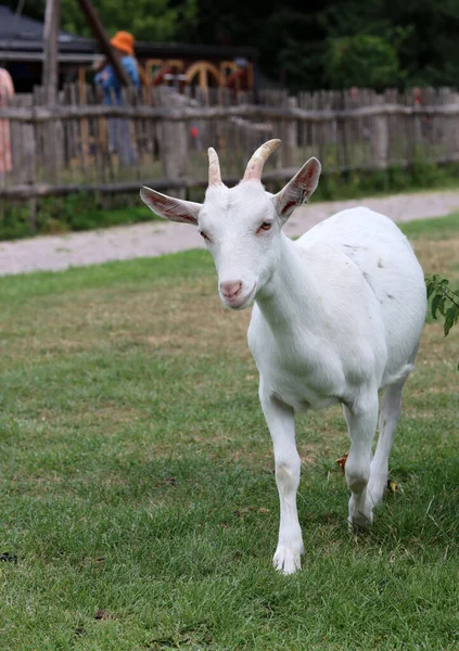 Cute White Goat Close Portrait Domestic Animals Farm Sunny Summer — 스톡 사진