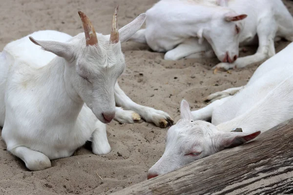 Sleeping Baby Goat Close Photo Cute White Goats Farm Countryside — Foto de Stock