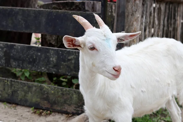 Cute White Goat Close Portrait Domestic Animals Farm Sunny Summer —  Fotos de Stock