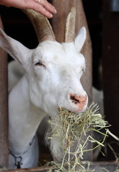 Close Portrait White Goat Eating Grass Cute Domestic Animal Close — Stockfoto