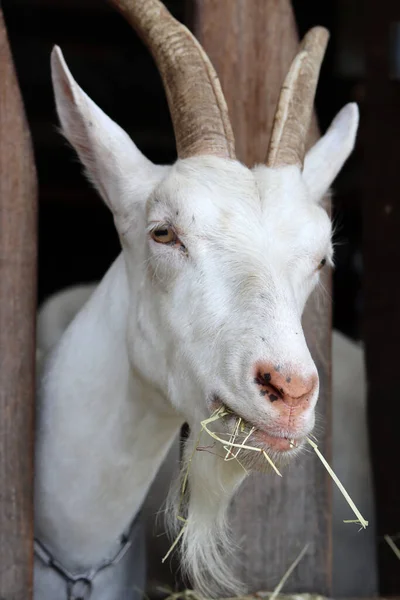 Close Portrait White Goat Eating Grass Cute Domestic Animal Close — Foto de Stock