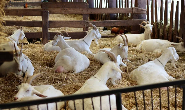 Goat farm from inside. Cute white goats taking a rest on a dry grass. Farming in Europe. Cute domestic animals close up photo. 