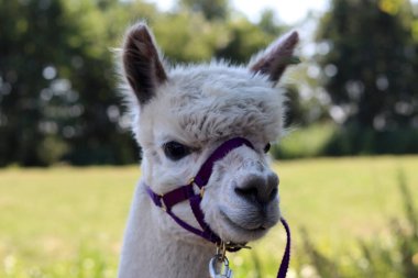 Alpaca farm on summer day. Cute domesticated animals walking outdoors. Farming in the Netherlands. 