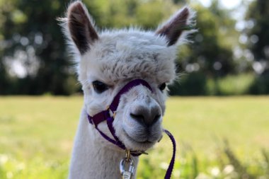 Funny alpaca close up photo. Fluffy farm animal looking at camera. European farm life concept. 