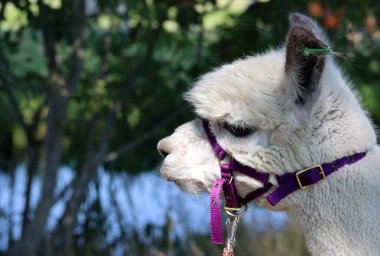 Close up portrait of alpaca outdoors. Fluffy farm animals on a walk. Sunny summer day in Europe. 