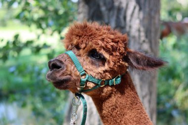Funny alpaca close up photo. Fluffy farm animal looking at camera. European farm life concept. 