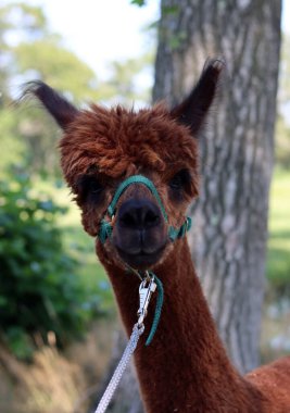 Cute Alpaca close up portrait. Domesticated animal on a farm. Dutch countryside living. Summer day photo. 