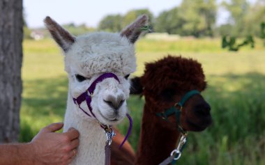 Close up portrait of alpaca outdoors. Fluffy farm animals on a walk. Sunny summer day in Europe. 